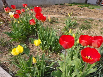tulip01.jpg(89134 byte)