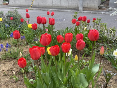 tulip01.jpg(85008 byte)